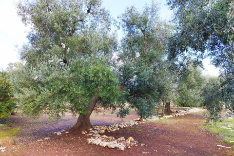Landejendom i Ostuni, Brindisi, Ostuni - € 135.000 | Ref: 172532 - foto 13